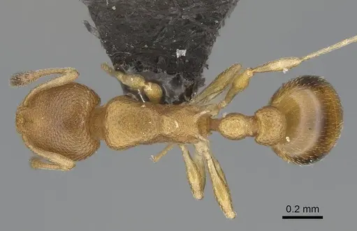 Cardiocondyla wroughtonii specimen CASENT0799259 image casent0799259_1