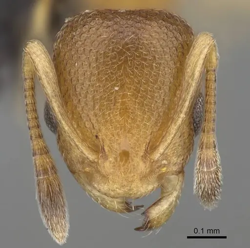 Cardiocondyla wroughtonii specimen CASENT0799259 image casent0799259_2