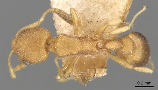 Cardiocondyla wroughtonii specimen CASENT0901753 image casent0901753_1