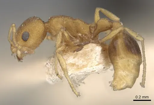 Cardiocondyla wroughtonii specimen CASENT0901753 image casent0901753_3