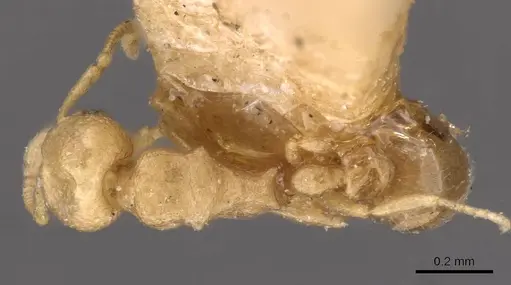 Cardiocondyla wroughtonii specimen CASENT0908349 image casent0908349_1