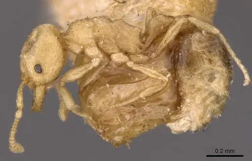 Cardiocondyla wroughtonii specimen CASENT0908349 image casent0908349_3