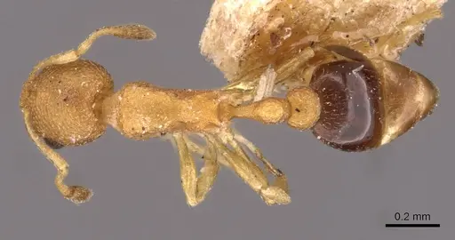 Cardiocondyla wroughtonii specimen CASENT0908350 image casent0908350_1