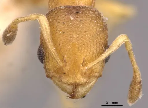 Cardiocondyla wroughtonii specimen CASENT0908350 image casent0908350_2