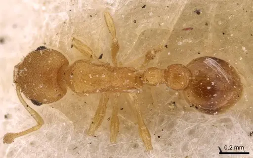 Cardiocondyla wroughtonii specimen CASENT0908351 image casent0908351_1