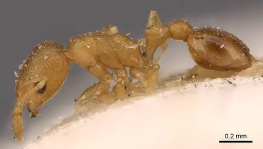 Cardiocondyla wroughtonii specimen CASENT0908351 image casent0908351_3