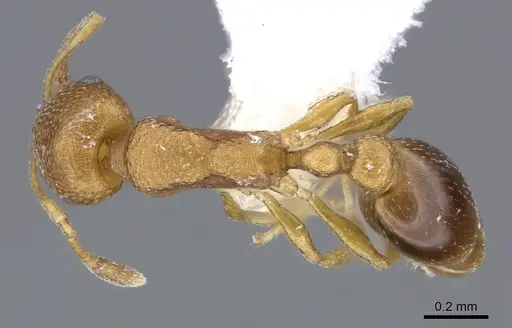 Cardiocondyla wroughtonii specimen CASENT0914972 image casent0914972_1