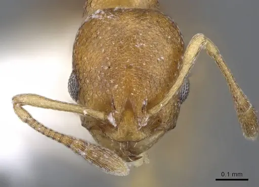 Cardiocondyla wroughtonii specimen CASENT0914972 image casent0914972_2