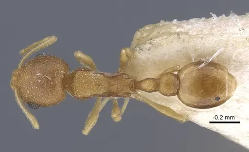 Cardiocondyla wroughtonii specimen CASENT0916971 image casent0916971_1