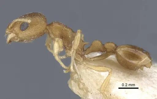 Cardiocondyla wroughtonii specimen CASENT0916971 image casent0916971_3