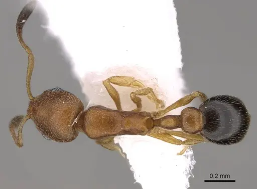 Cardiocondyla wroughtonii specimen CASENT0922871 image casent0922871_1