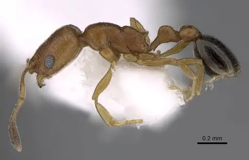 Cardiocondyla wroughtonii specimen CASENT0922871 image casent0922871_3