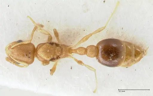 Cardiocondyla wroughtonii specimen FOCOL1612 image focol1612_1