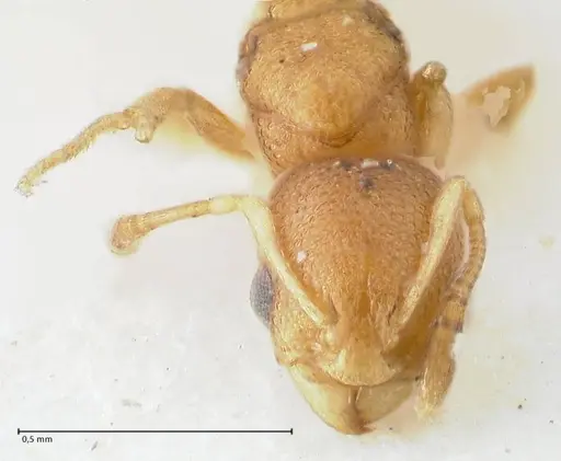 Cardiocondyla wroughtonii specimen FOCOL1612 image focol1612_2