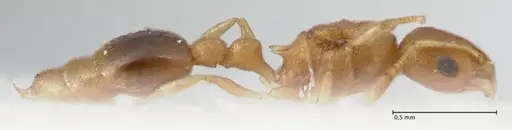 Cardiocondyla wroughtonii specimen FOCOL1612 image focol1612_4