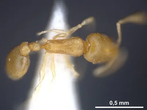 Cardiocondyla yemeni specimen ANTWEB1041256 image antweb1041256_1