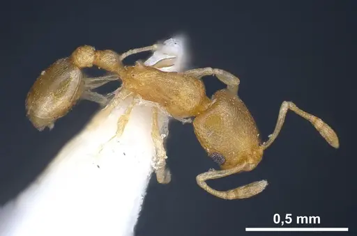 Cardiocondyla yemeni specimen ANTWEB1041256 image antweb1041256_2