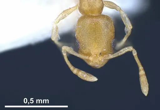 Cardiocondyla yemeni specimen ANTWEB1041256 image antweb1041256_3