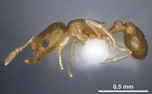 Cardiocondyla yemeni specimen ANTWEB1041256 image antweb1041256_4