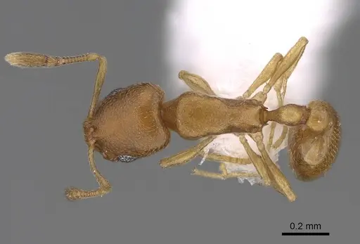 Cardiocondyla yemeni specimen CASENT0922874 image casent0922874_1