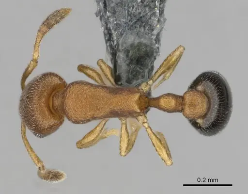 Cardiocondyla yoruba specimen CASENT0815641 image casent0815641_1