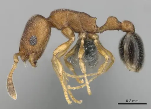 Cardiocondyla yoruba specimen CASENT0815641 image casent0815641_4