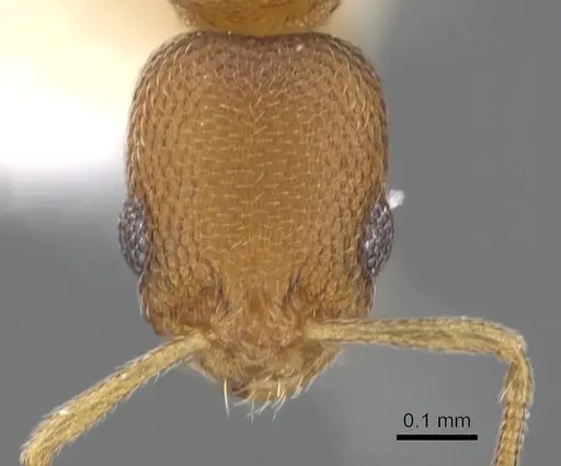 Cardiocondyla yoruba specimen CASENT0901752 image casent0901752_2