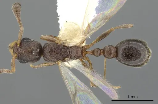 Cardiocondyla zoserka specimen CASENT0901750 image casent0901750_1