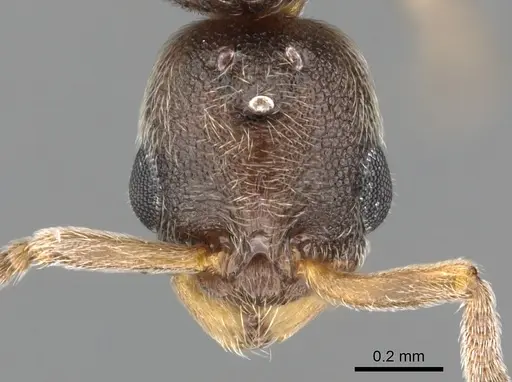 Cardiocondyla zoserka specimen CASENT0901750 image casent0901750_2