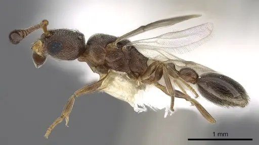 Cardiocondyla zoserka specimen CASENT0901750 image casent0901750_3