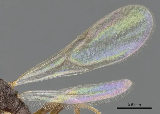 Cardiocondyla zoserka specimen CASENT0901750 image casent0901750_4