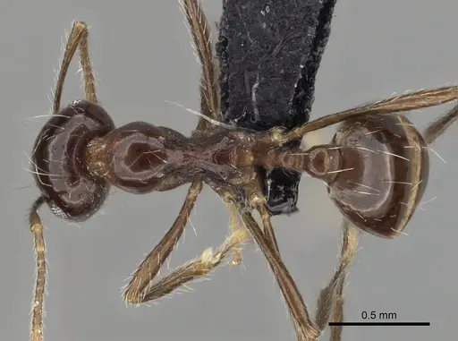 Carebara aberrans specimen CASENT0007546 image casent0007546_1