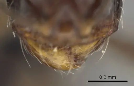Carebara aberrans specimen CASENT0007546 image casent0007546_3