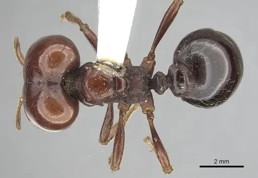 Carebara aberrans specimen CASENT0317062 image casent0317062_1