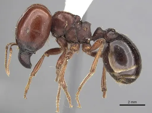 Carebara aberrans specimen CASENT0317062 image casent0317062_3