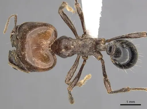 Carebara aberrans specimen CASENT0317063 image casent0317063_1