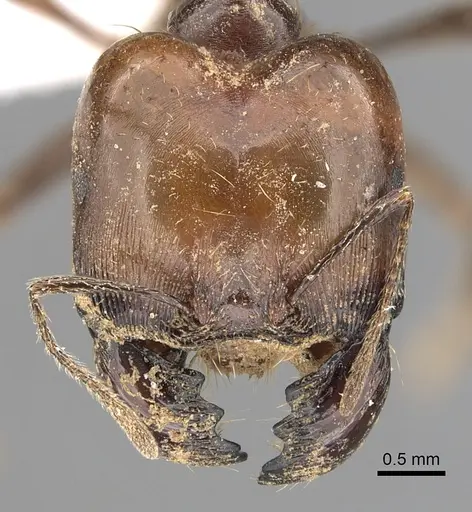 Carebara aberrans specimen CASENT0317063 image casent0317063_2