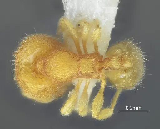 Carebara acutispina specimen ANTWEB1060550 image antweb1060550_1