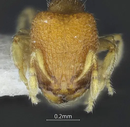 Carebara acutispina specimen ANTWEB1060550 image antweb1060550_2