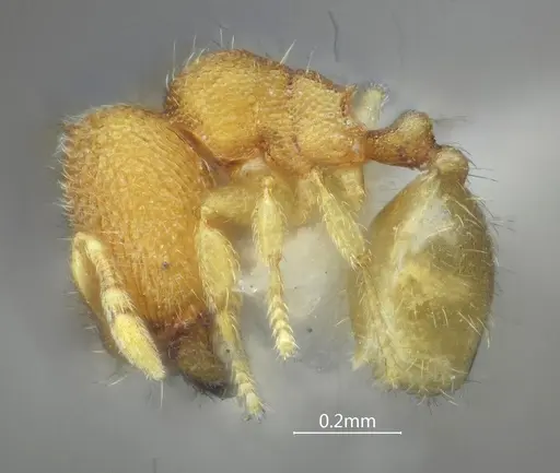 Carebara acutispina specimen ANTWEB1060550 image antweb1060550_3