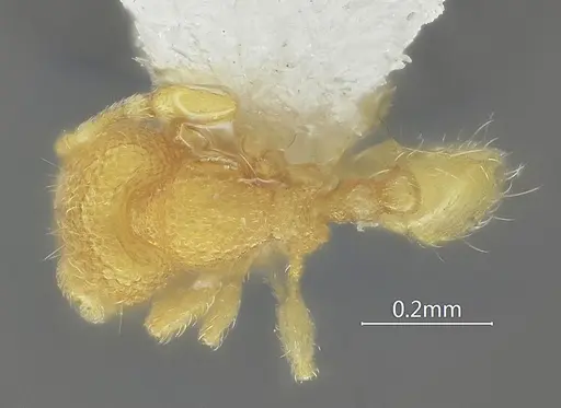 Carebara acutispina specimen ANTWEB1060551 image antweb1060551_1