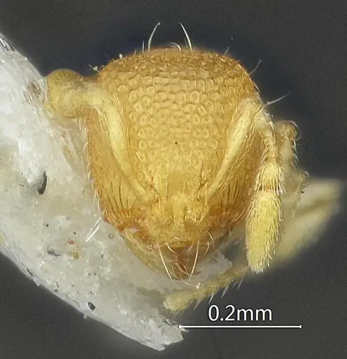 Carebara acutispina specimen ANTWEB1060551 image antweb1060551_2