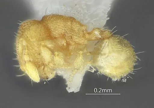 Carebara acutispina specimen ANTWEB1060551 image antweb1060551_3