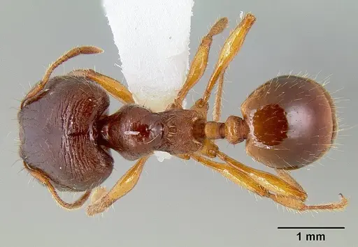 Carebara affinis specimen CASENT0106016 image casent0106016_1