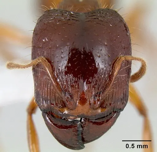 Carebara affinis specimen CASENT0106016 image casent0106016_2