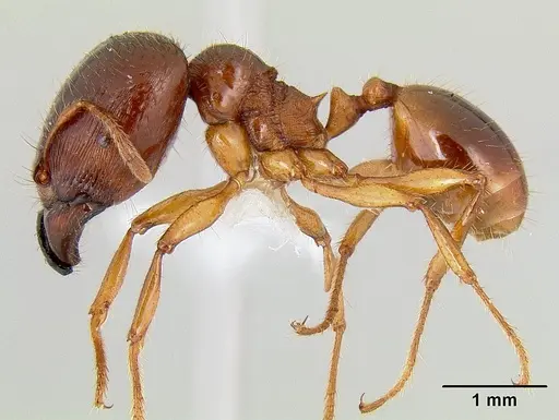 Carebara affinis specimen CASENT0106016 image casent0106016_3