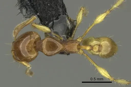 Carebara affinis specimen CASENT0270204 image casent0270204_1