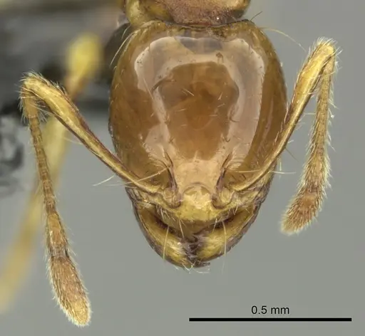 Carebara affinis specimen CASENT0270204 image casent0270204_2