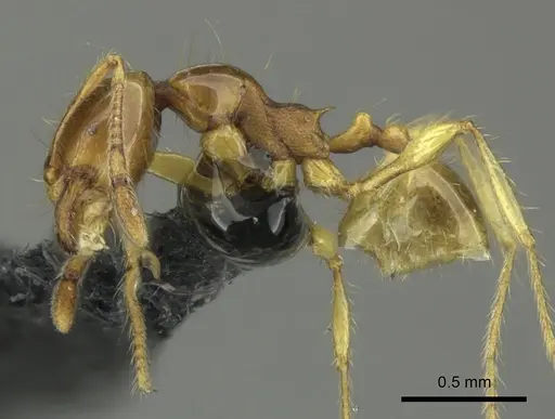 Carebara affinis specimen CASENT0270204 image casent0270204_3