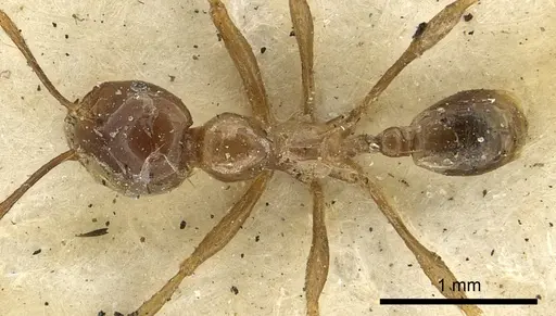 Carebara affinis specimen CASENT0901419 image casent0901419_1